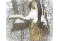 A trail marker tree in Cherry Valley Township. An old oak tree in the forest with a number 4  shape, it is the inspiration for our company name. It is coated in snow.