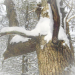 A trail marker tree in Cherry Valley Township. An old oak tree in the forest with a number 4 shape, it is the inspiration for our company name. It is coated in snow.