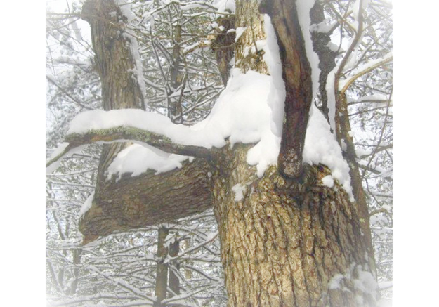A trail marker tree in Cherry Valley Township. An old oak tree in the forest with a number 4 shape, it is the inspiration for our company name. It is coated in snow.